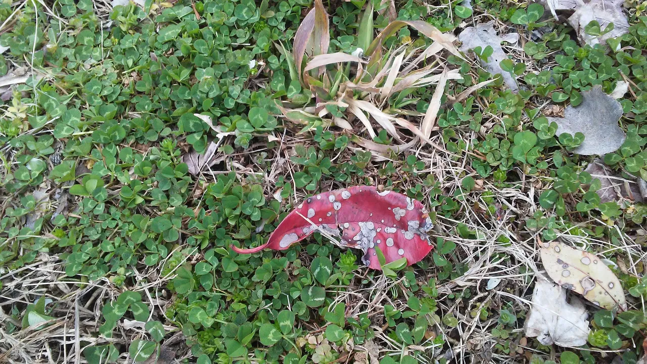 leaf.jpg
