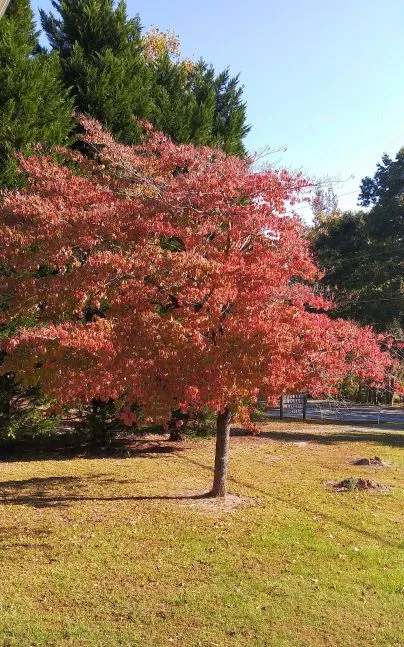 dogwood.jpg