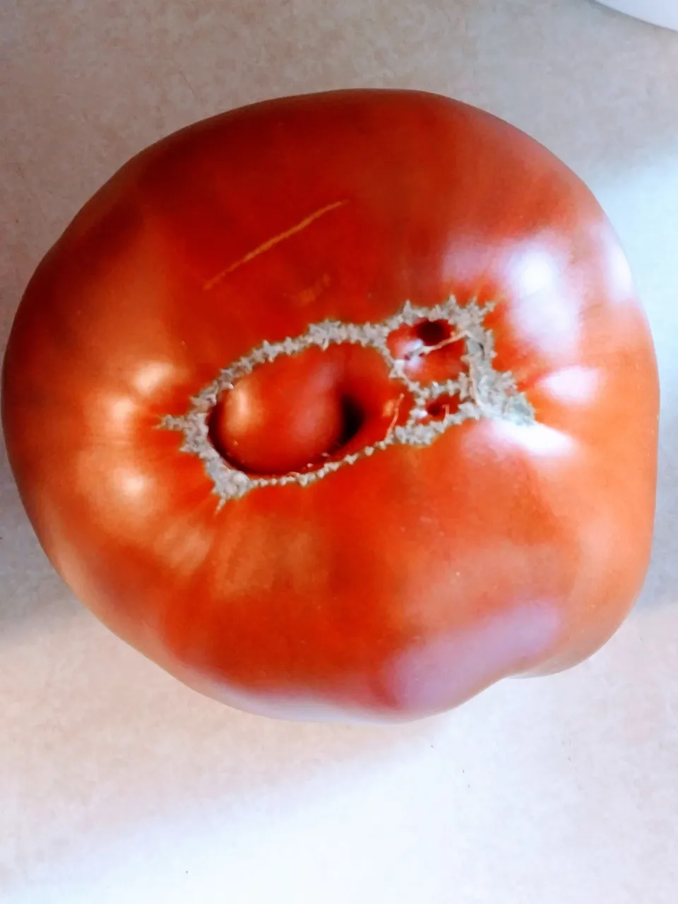 tomato.jpg