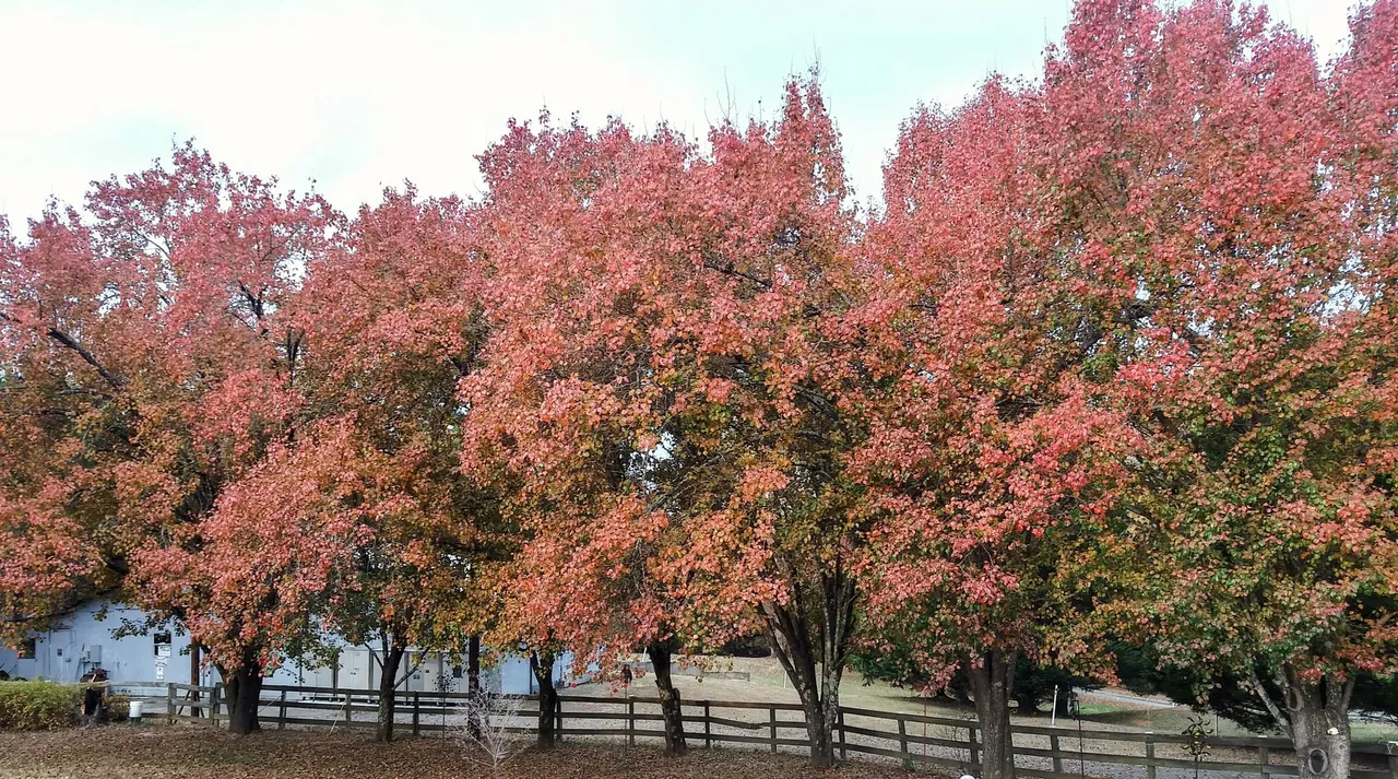 leaves across the back.jpg