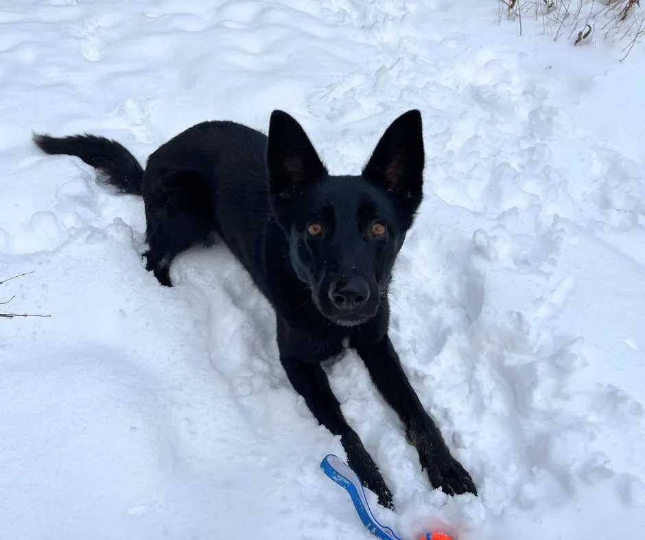 Throw the ball please mommy.