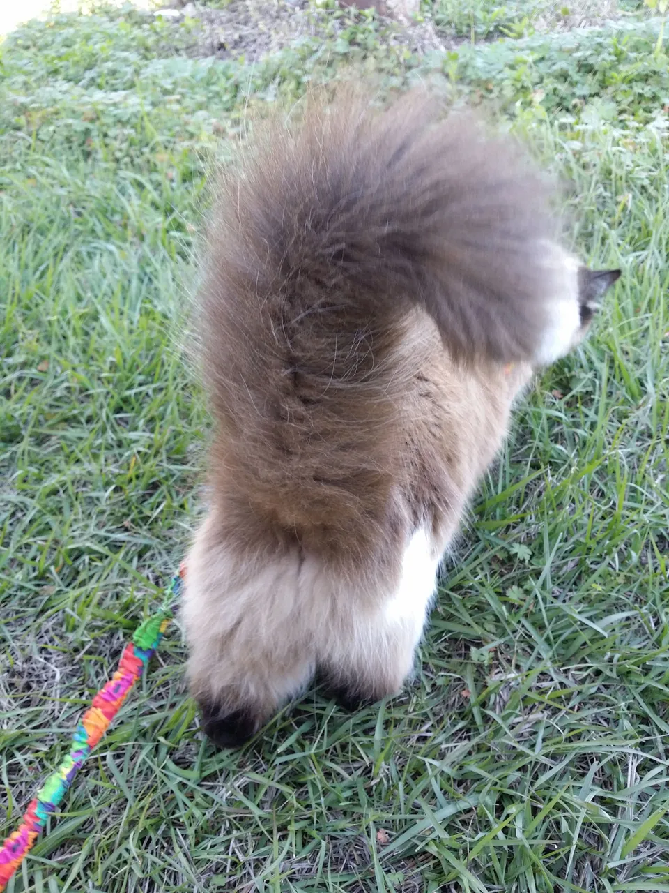 Fuzzy Butt (3) 2015-01-29.jpg
