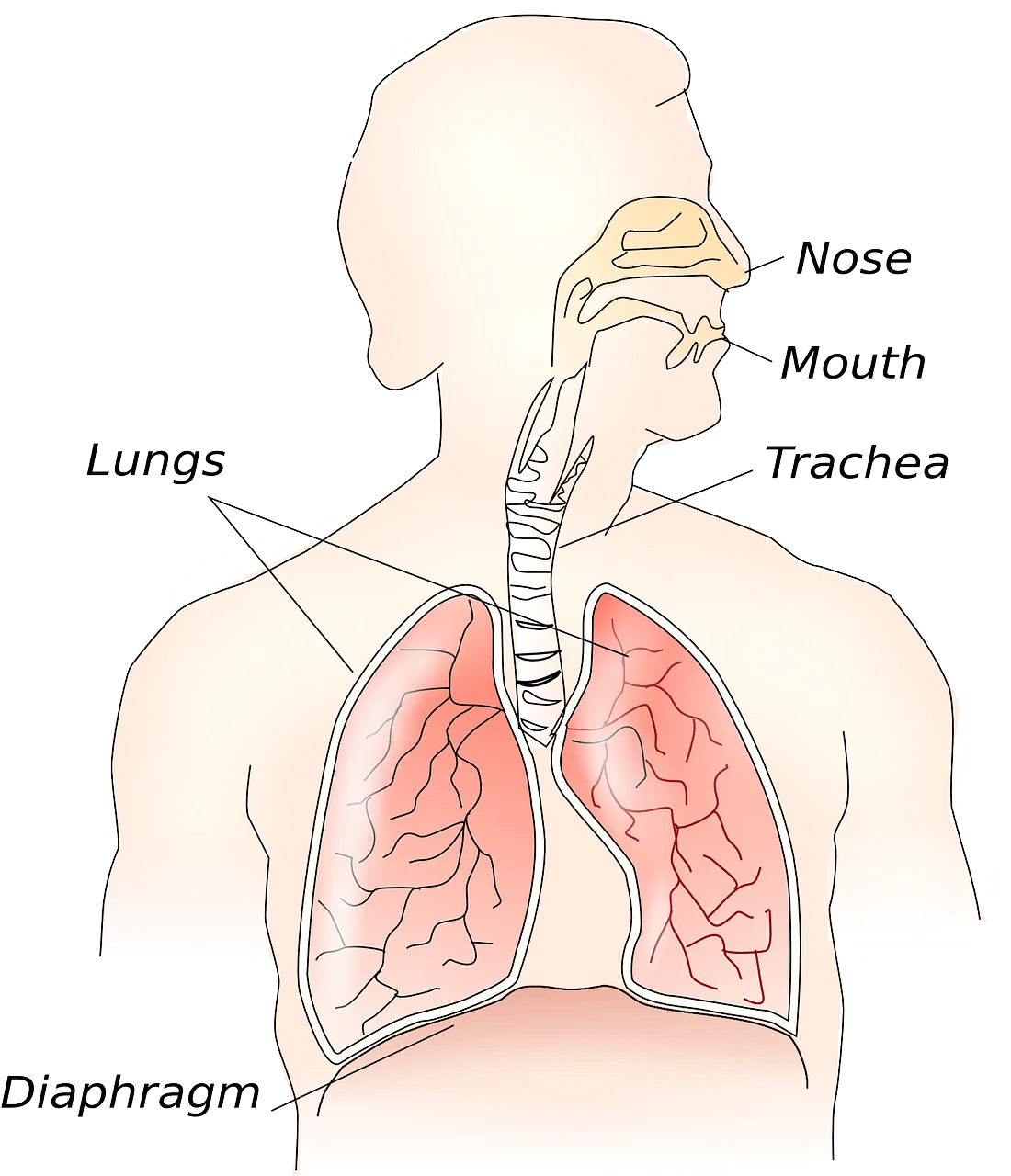 anatomy-g927c56232_1280.png