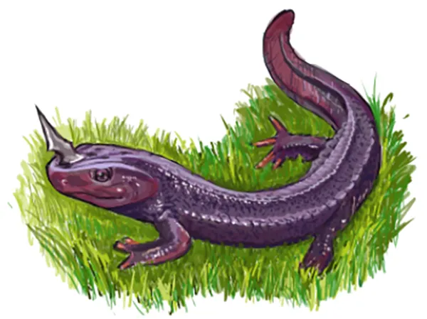 salamander_sketch.png