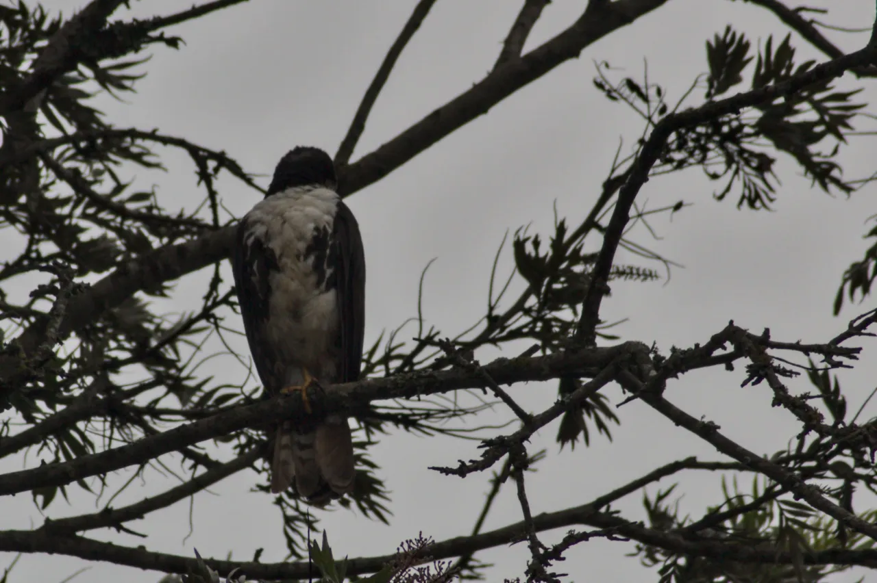 Hawk eagle.jpg