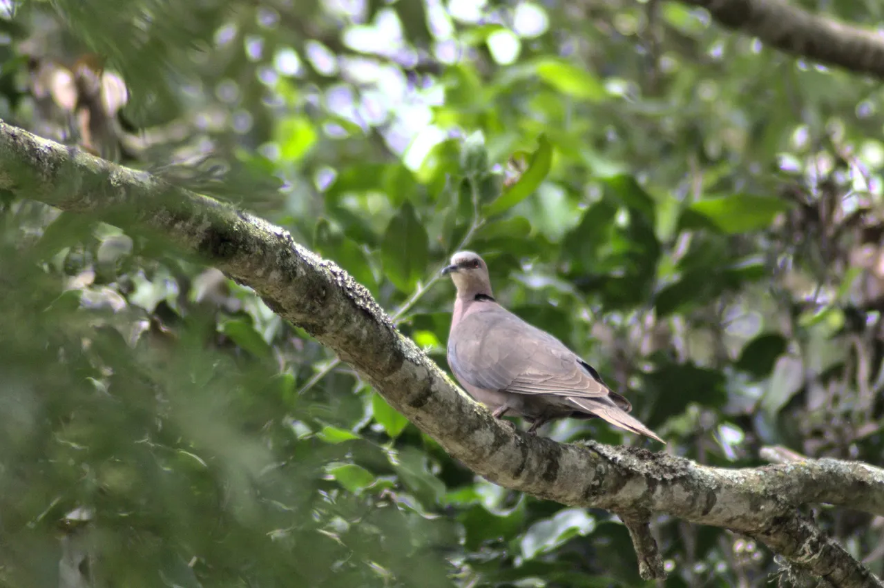 dove on branch.jpg