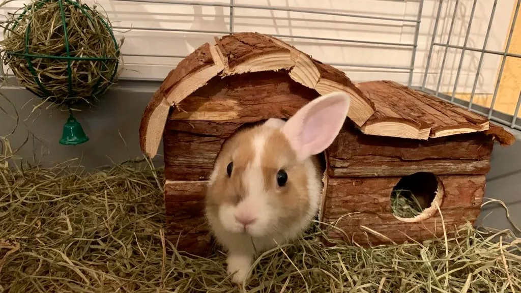 Her little wooden house, which she also likes to eat it