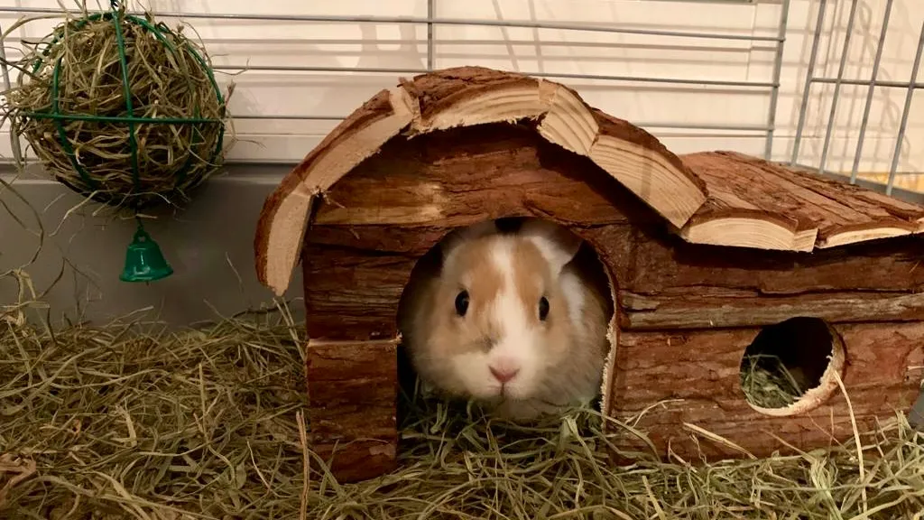 Su casita de madera, que también se come