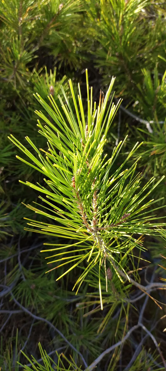 plant_1.jpg