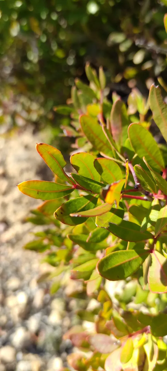 plant_4.jpg
