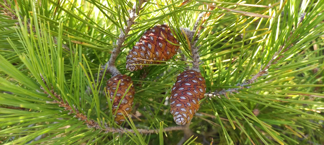 plant_3.jpg