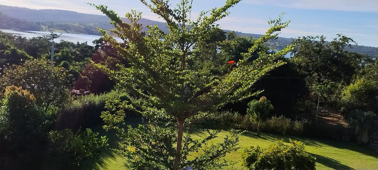 look at the toucan!