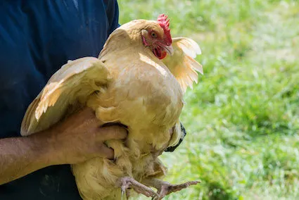 Chickens-Chicken_Guide-A_lovely_healthy_chicken_being_picked_up_by_its_owner.jpg