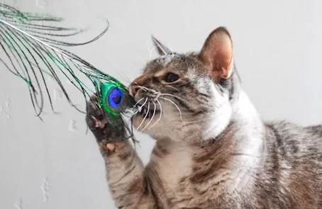 peacock-feathers-toy-for-cats.jpg copy.jpg