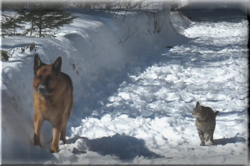 Bruno running down snowy lane JJ walking and watching him.JPG