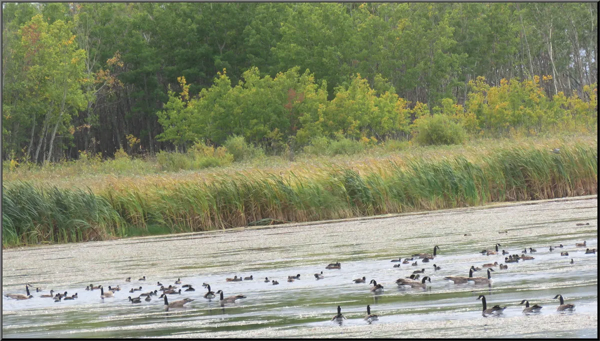 geeses and ducks on pond trees beside showing fall colors.JPG