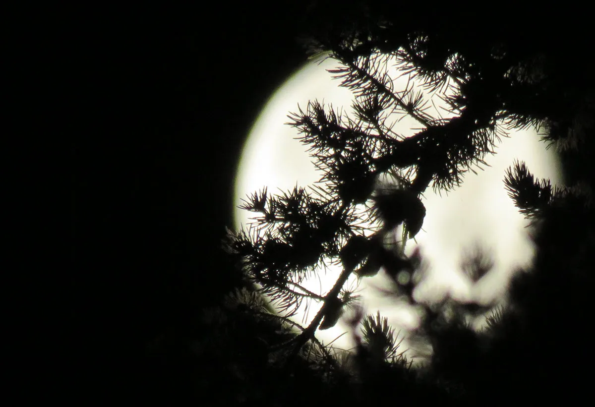 close up pine branch with cones in front of a full moon.JPG