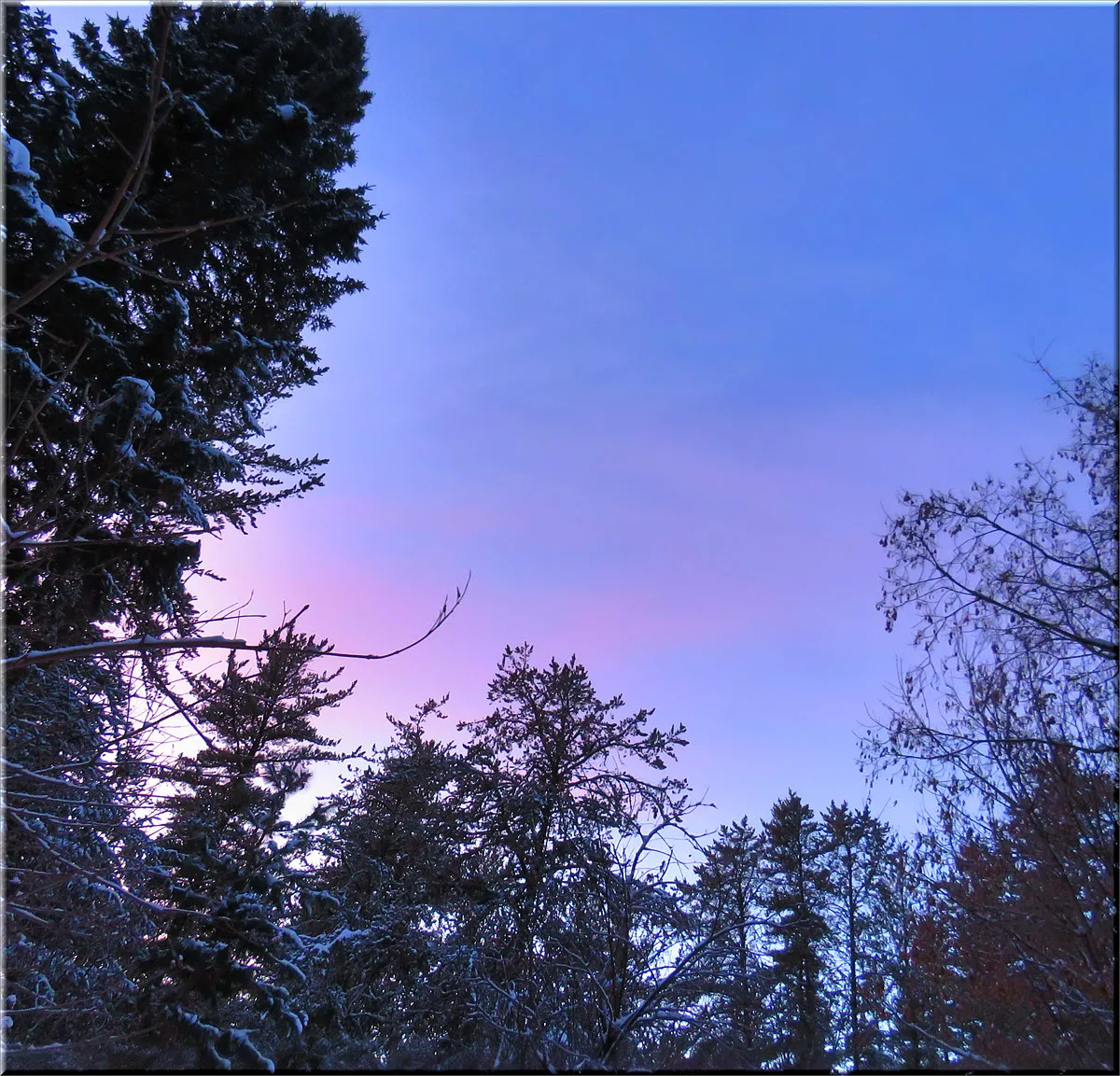 pastel colors of sunset above pines spruce and maple tree.JPG
