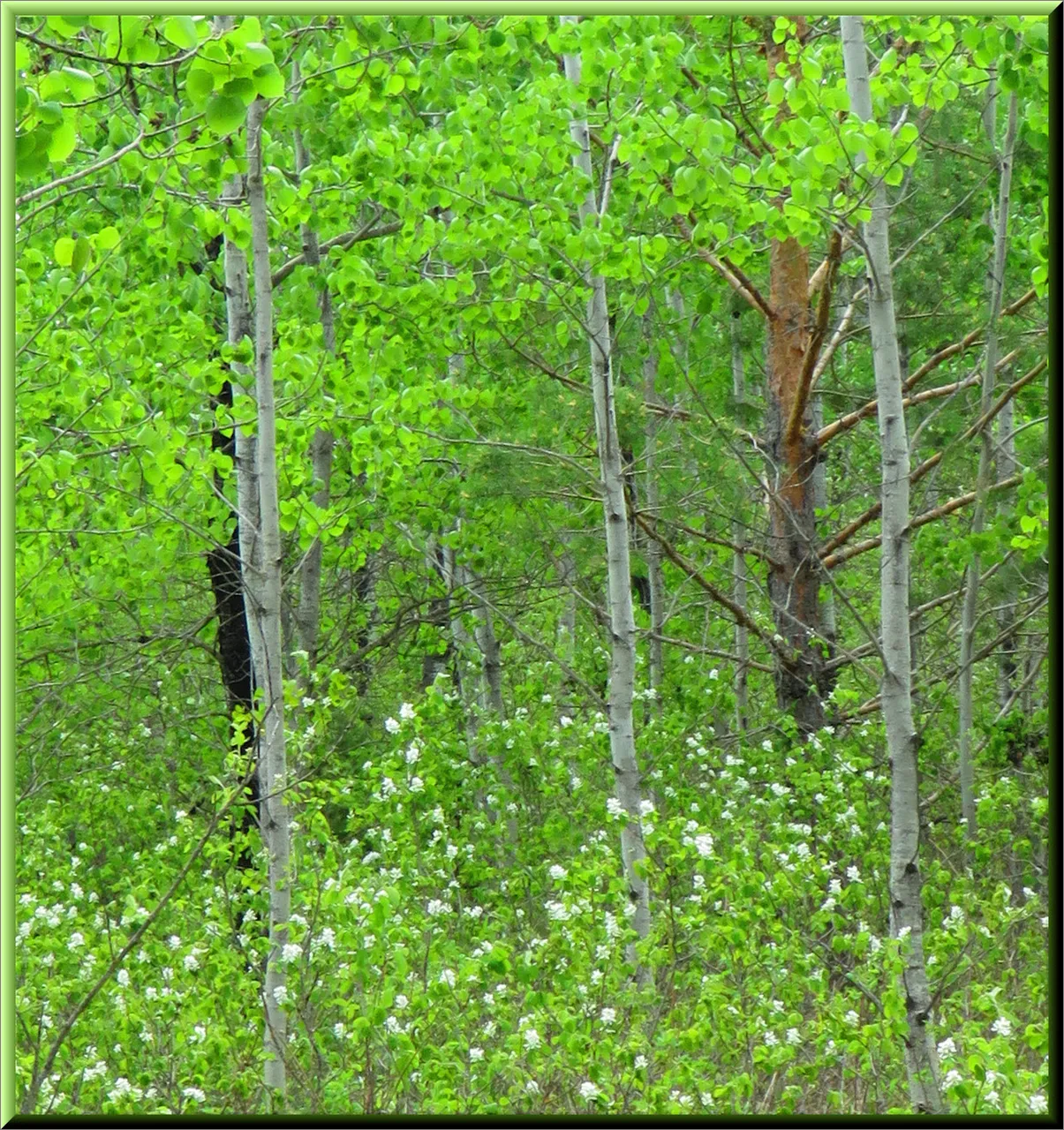 Saskatoon bushes in full bloom by lush green poplar trees.JPG