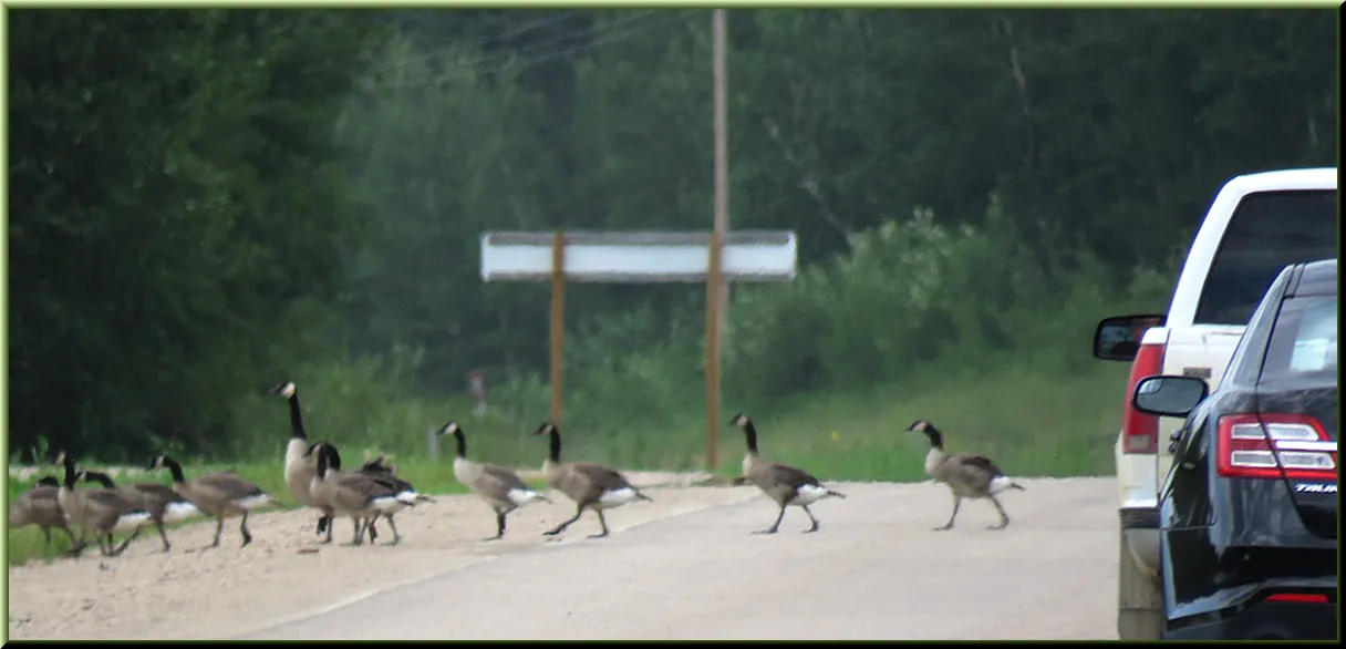 cars stop as geese take their mature goslings across road.JPG
