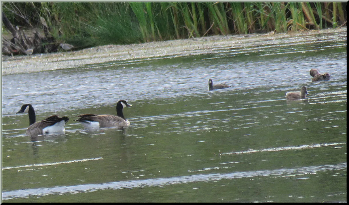 close up pair of Candada geese and gadwall ducks on pond.JPG