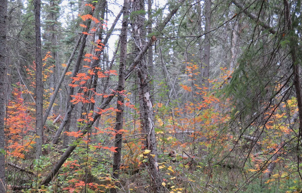 looking into forest with colorful young mountain ash trees.JPG