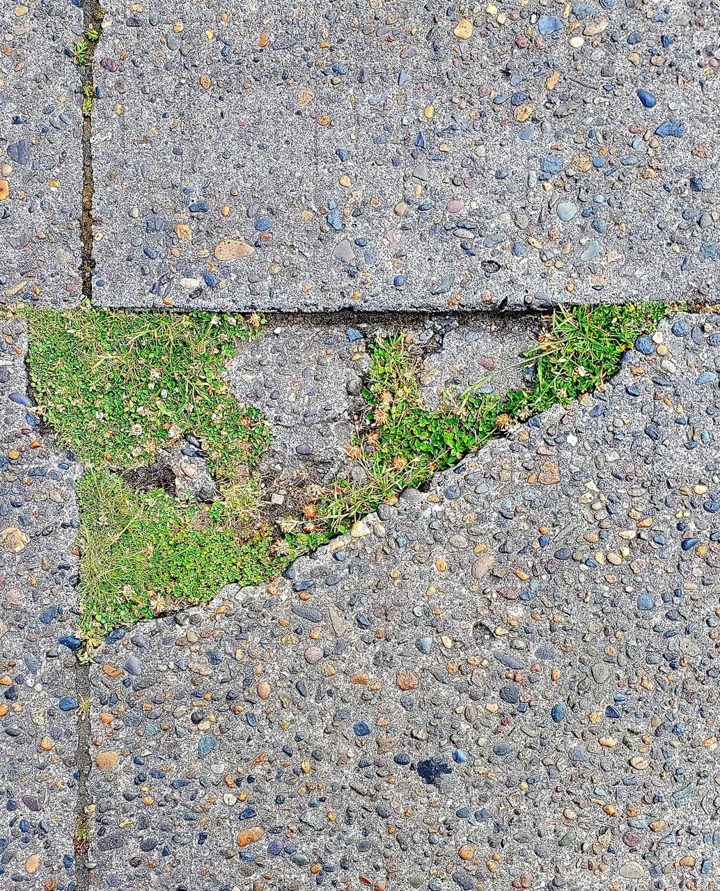 nature taking the streets back (jun 2025).jpg