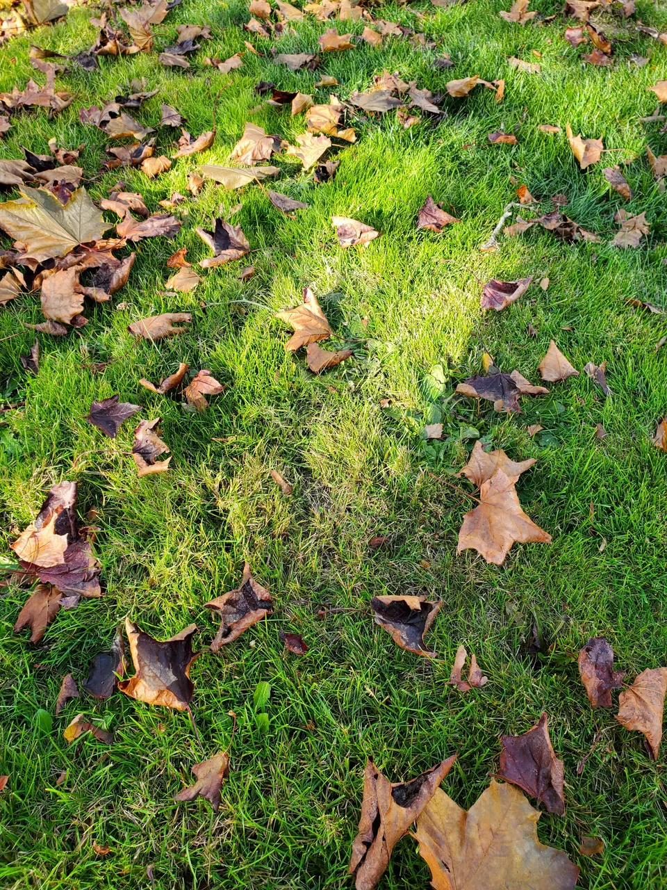 lawn (nov. 2022).jpg