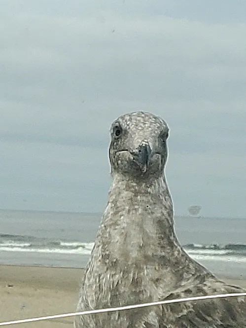 thomas the seagull.jpg