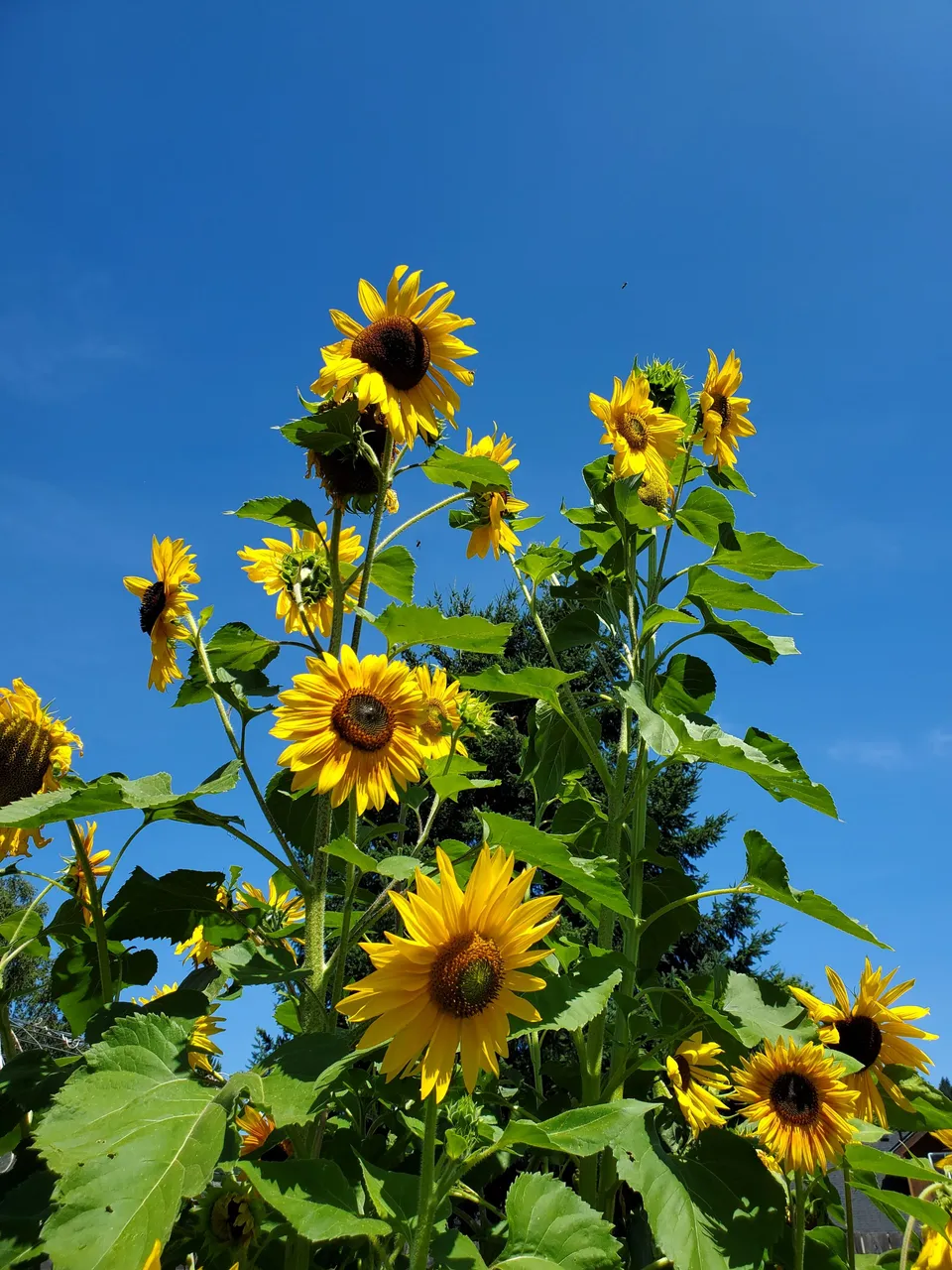 tower of flowers from the sun.jpg