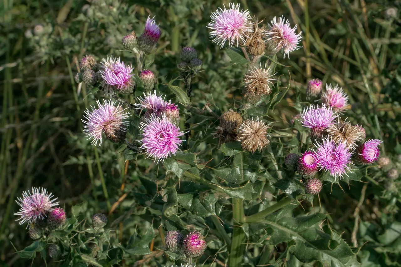 Creeping Thistle