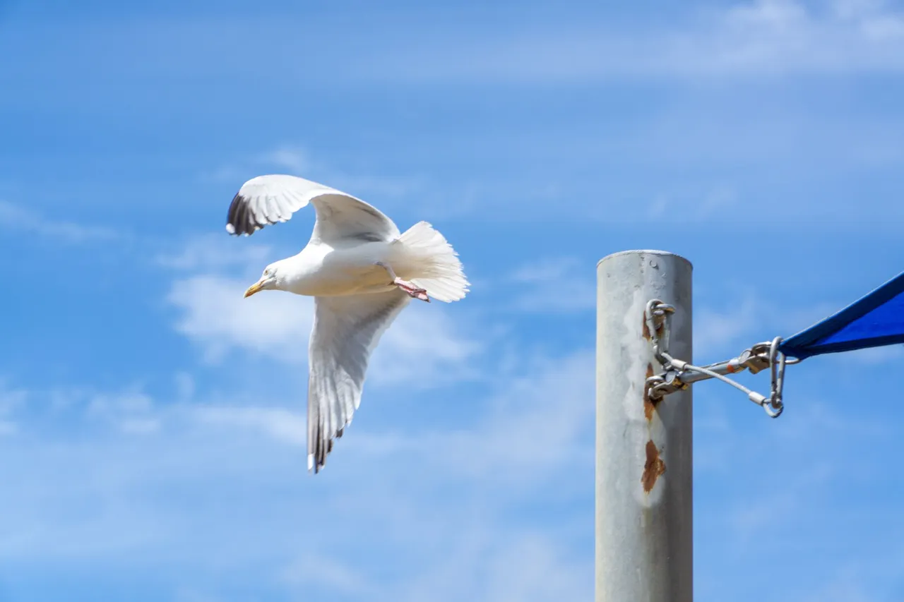 Herring Gull takes off from a post