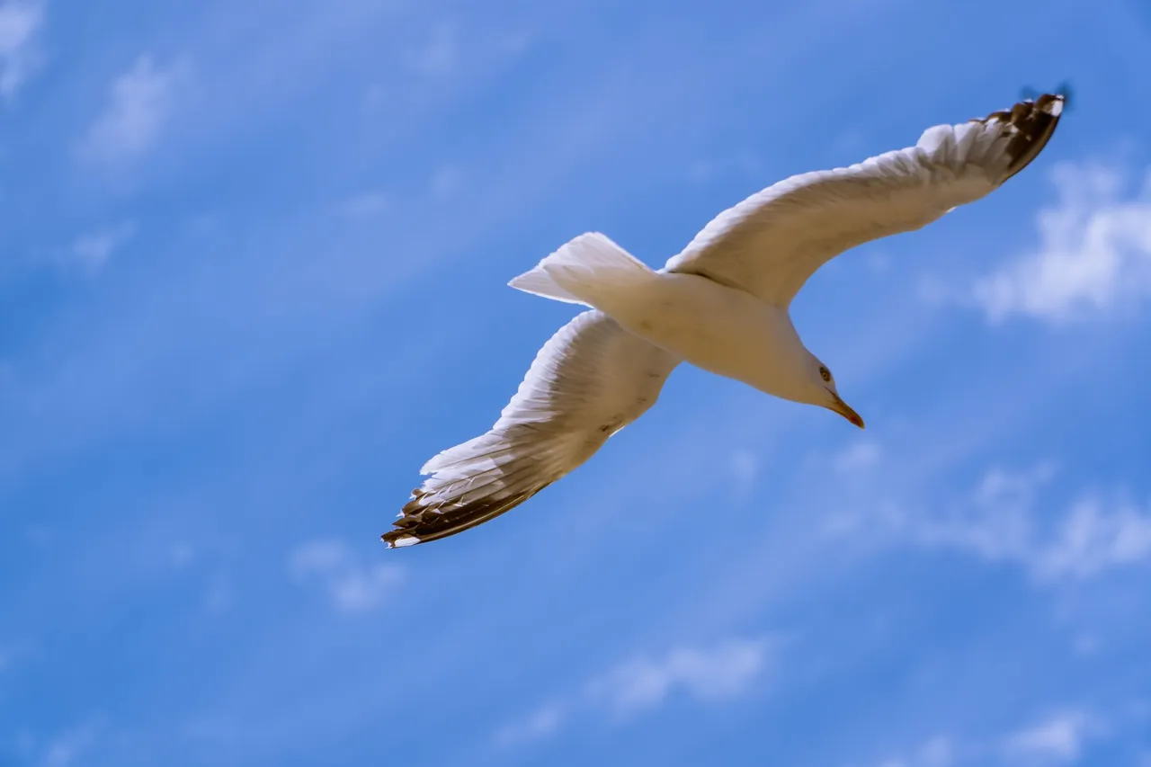 A Herring Gull flies overhead