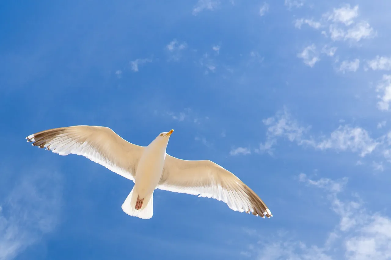 Herring gull flies overhead