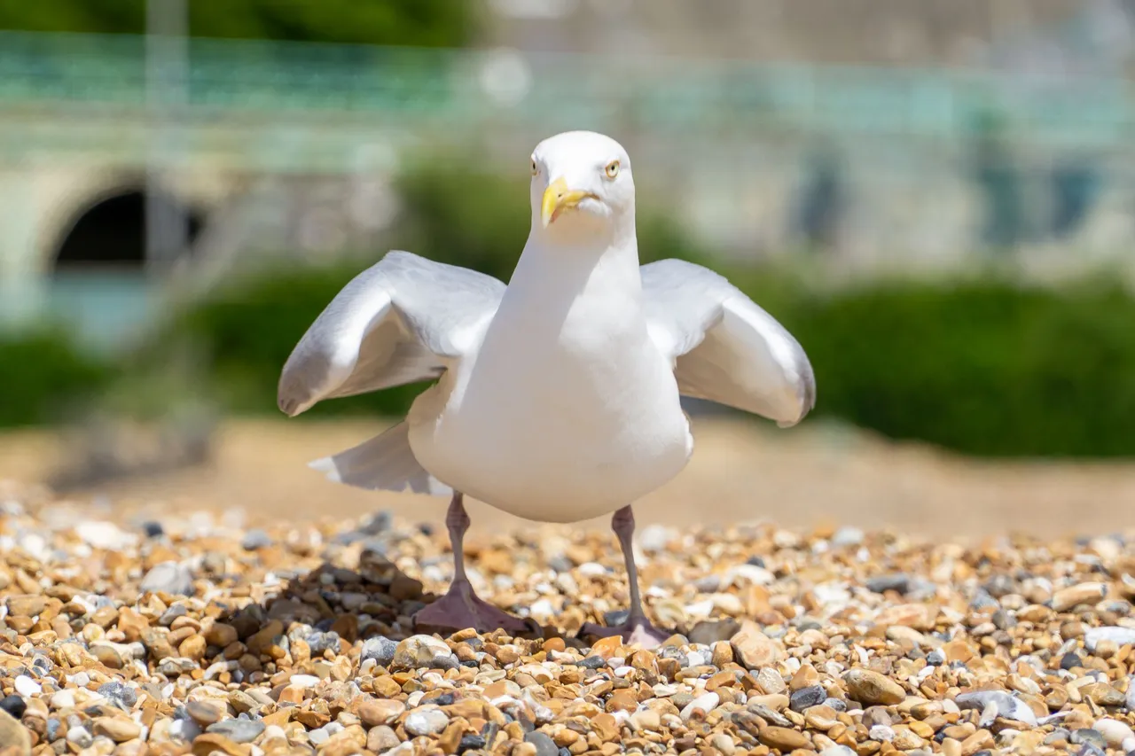 Herring gull prepares to take flight from a pebble beach