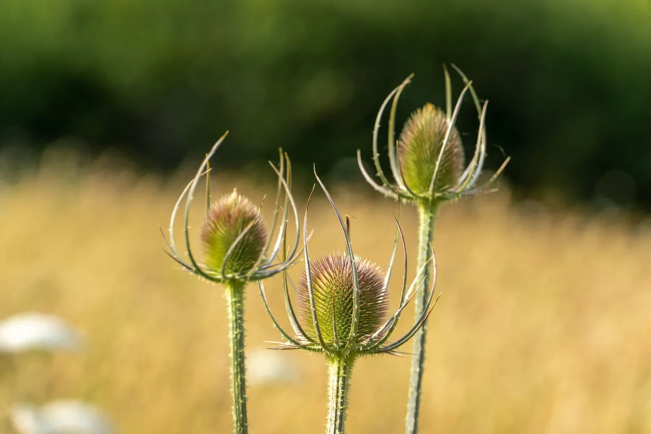 Donkey Thistle