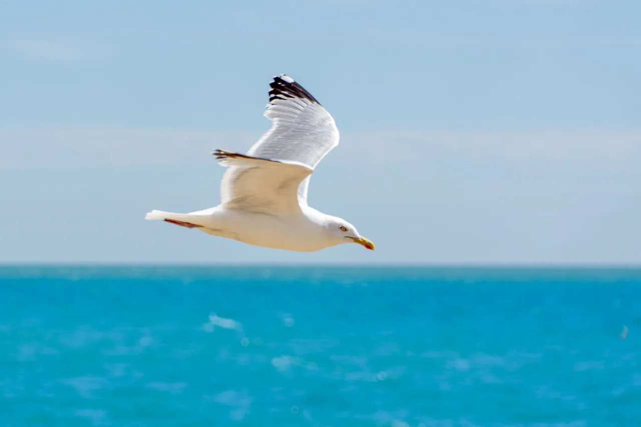 Herring gull flies across the horizon