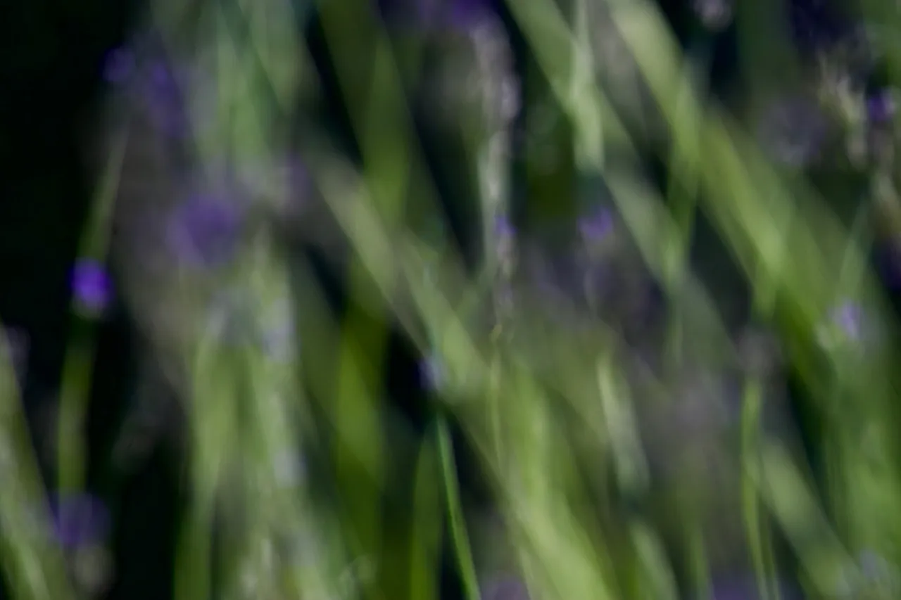 DSC06341.jpeg
