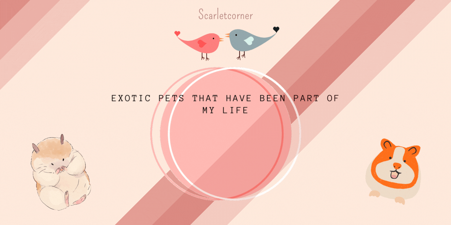Exotic pets that have been part of my life -Presentation of my babies.gif