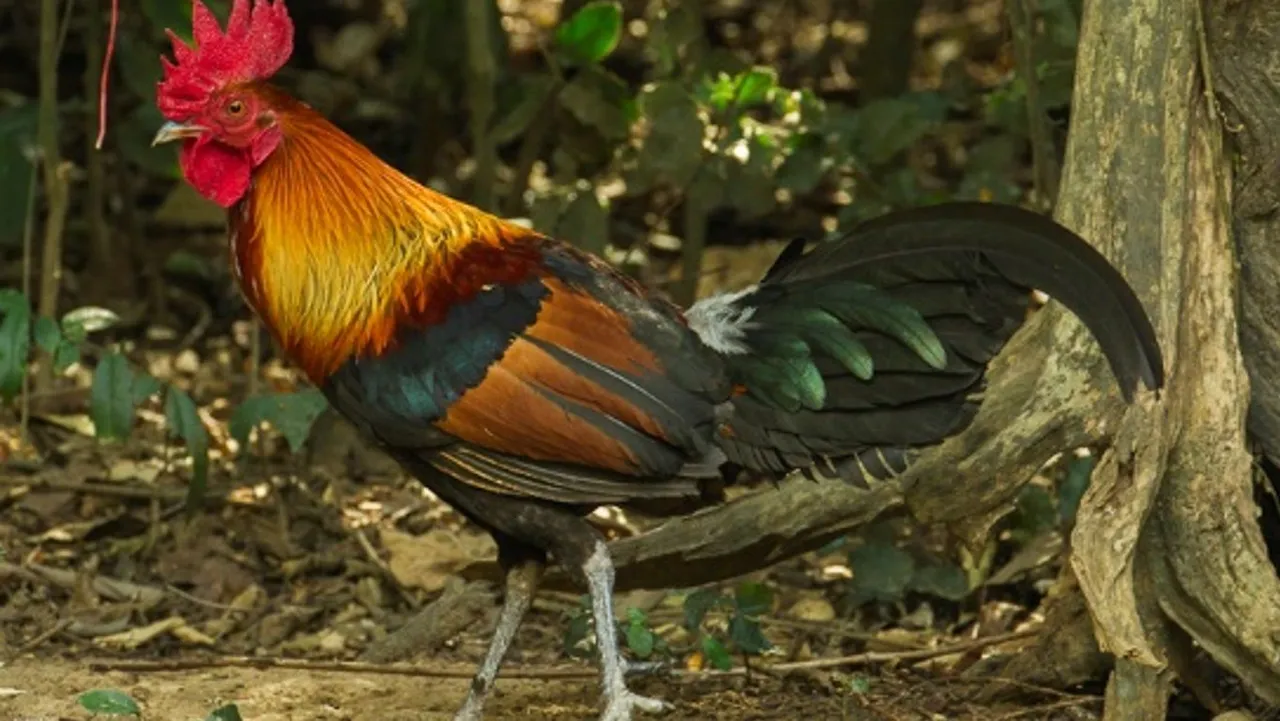 Manipulated_Red_junglefowl.jpg