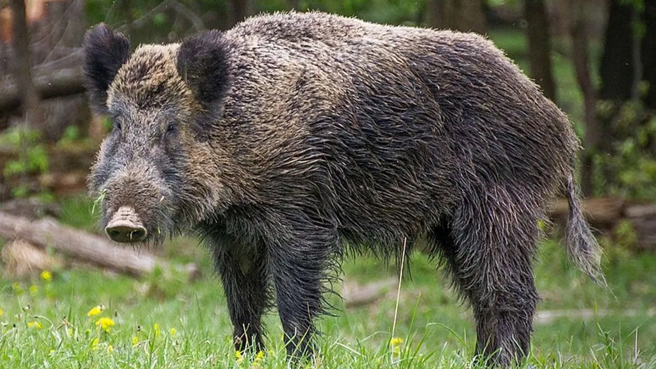 Manipulated_Wild_Boar.jpg