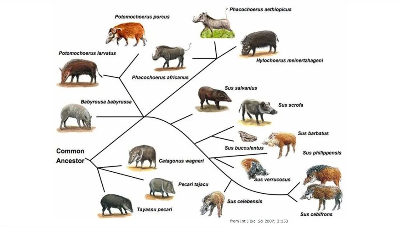 Pigs_Hamlet_Pig_Evolution.jpg