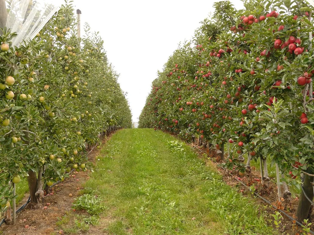 orchard-61007_1280.jpg