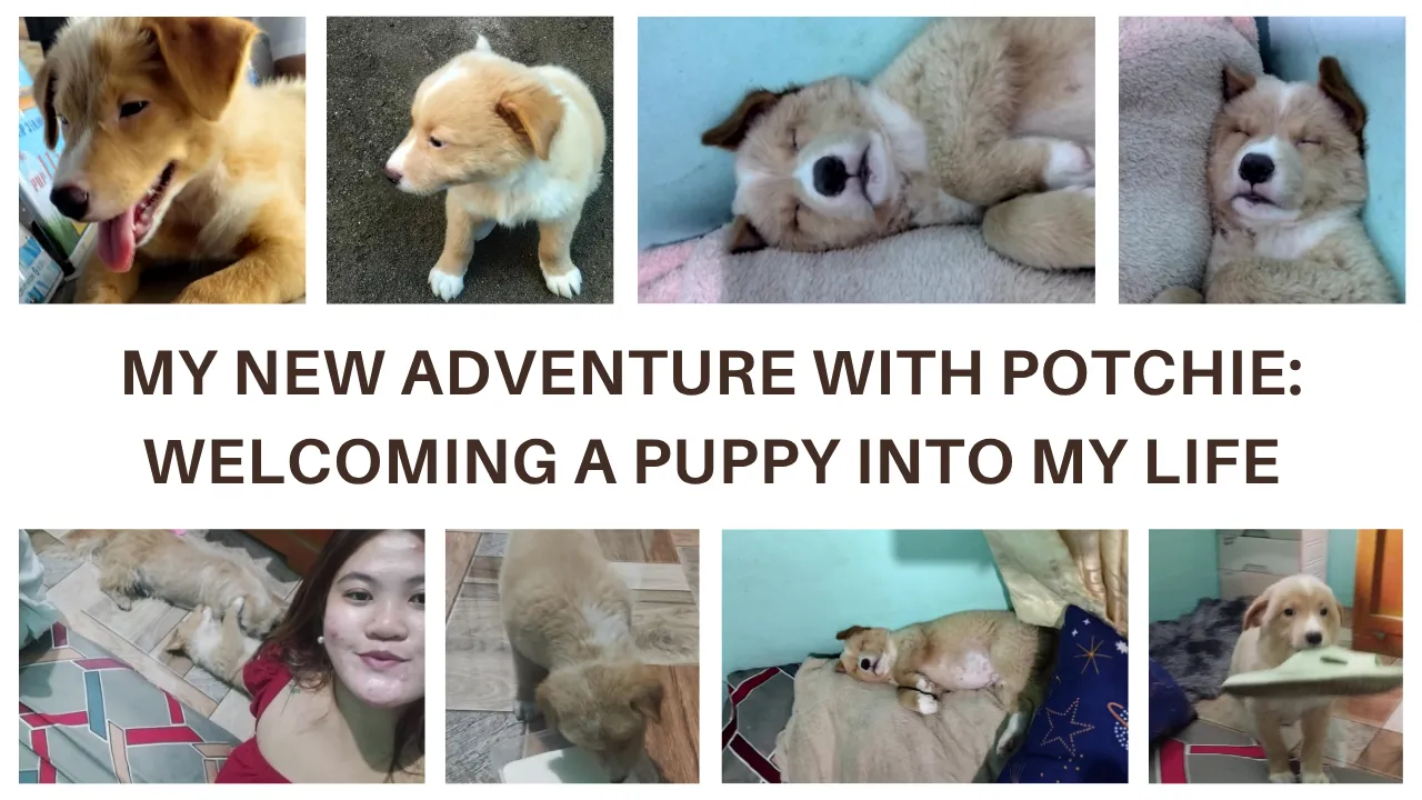 Brown Minimalist Modern Daily Vlog Photo Collage Youtube Thumbnail (1).png