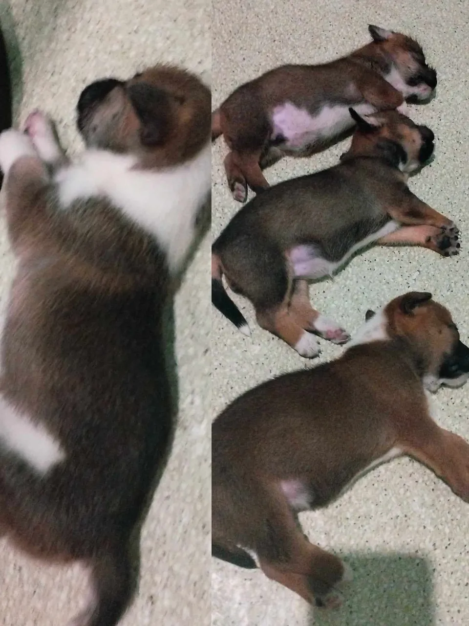 mga dogs.jpg
