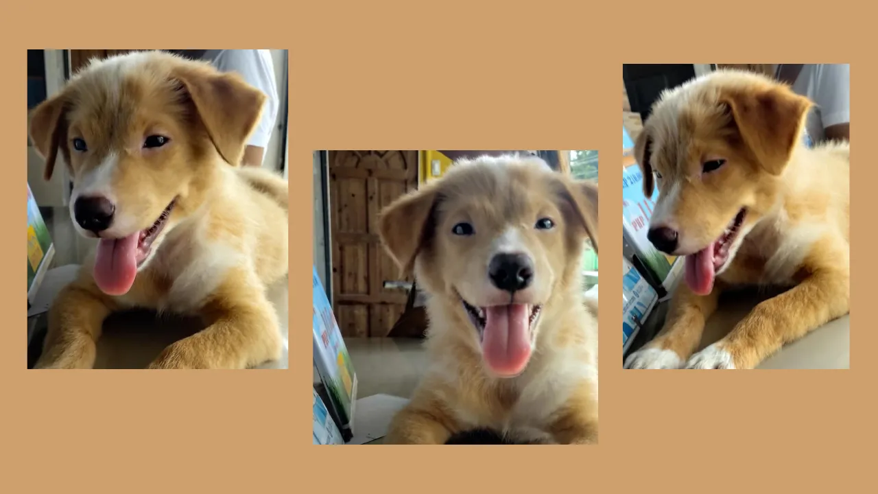 Brown Minimalist Modern Daily Vlog Photo Collage Youtube Thumbnail (2).png