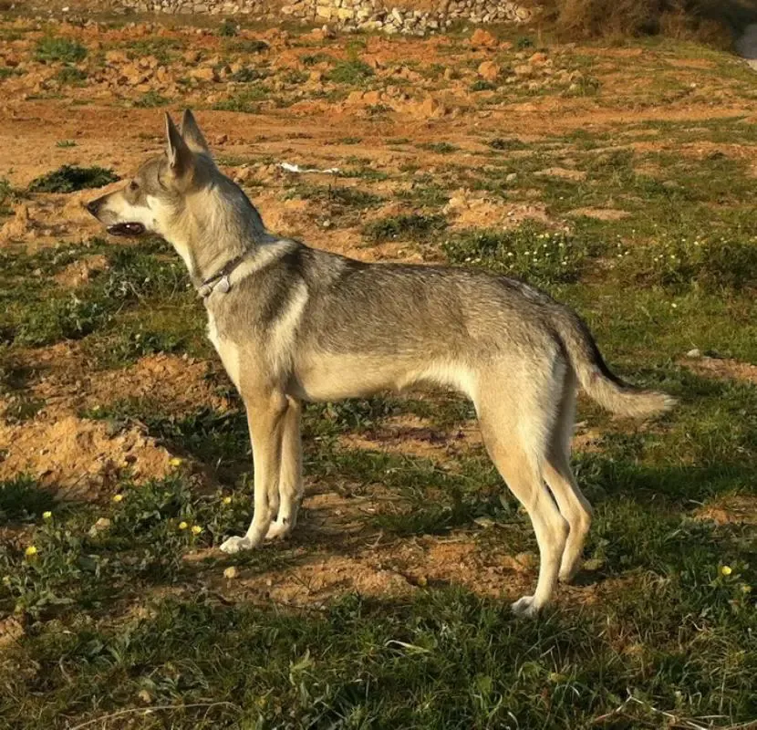 perro-lobo-herreno.jpg.jpg