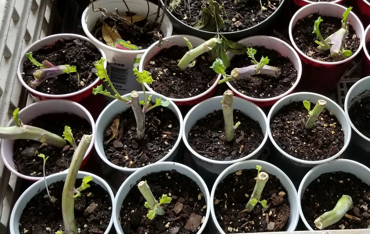 20190102_132311  Sprouting tree collard cuttings.jpg