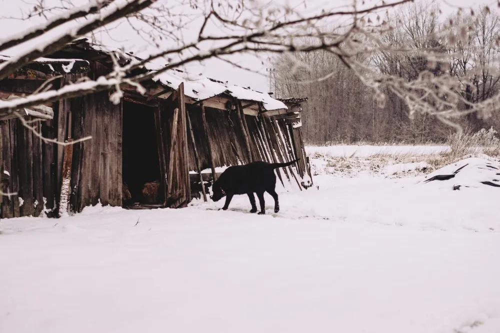 dog_walking_to_a_wooden_shed_in_the_countryside_21000x667.jpg