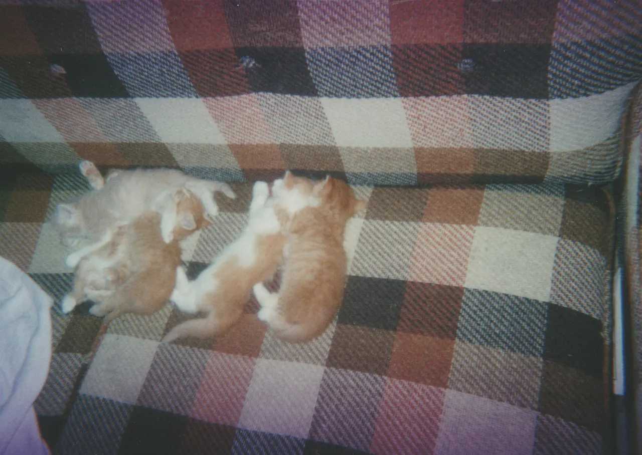 1999 maybe - Kittens, Dumb Dumb, couch.jpg